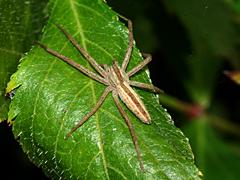 Slender Crab Spider